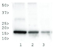 H3K27me3S28p | Histone H3 (trimethylated Lys27, p Ser28) in the group Antibodies Plant/Algal / DNA/RNA/Cell Cycle / Plant Epigenetics/DNA methylation at Agrisera AB (Antibodies for research) (AS16 3184)
